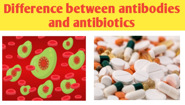 Antibodies and antibiotic differences, definition and functions