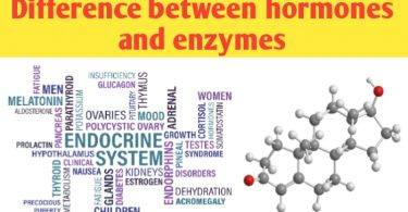 What is the difference between hormones and enzymes?