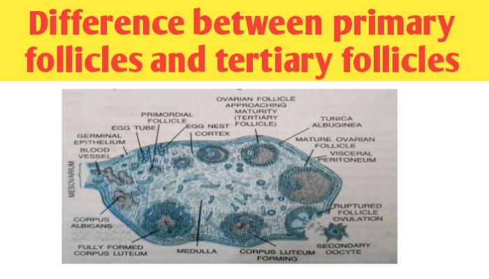 difference between primary follicle and tertiary follicle