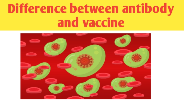 Antibody and vaccine differences, definition, function and examples