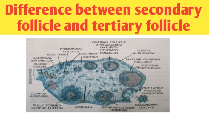 Difference between secondary follicle and tertiary follicle