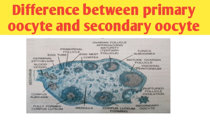 difference between primary oocyte and secondary oocyte
