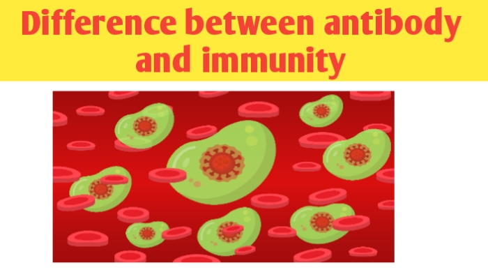 What is the difference between antibody and immunity