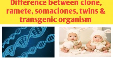 Difference between clone, ramete, somaclones, twins & transgenic organism