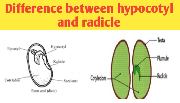 What is the difference between hypocotyl and radicle