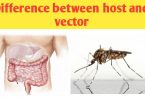 What is the difference between host and vector?