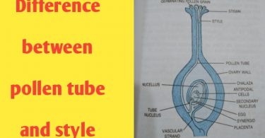 What is the difference between pollen tube and style?
