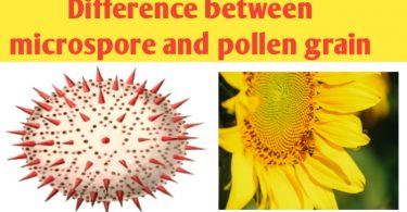 What is the difference between microspore pollen grain
