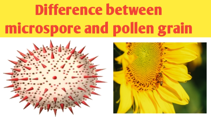 What is the difference between microspore pollen grain