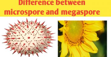 What is the difference between microspore and megaspore