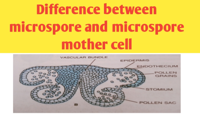 Difference between microspore and microspore mother cell