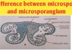 Difference between microspore and microspororangium