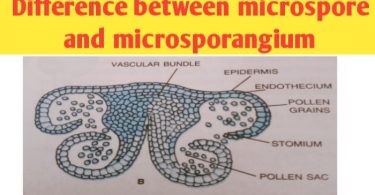 Difference between microspore and microspororangium