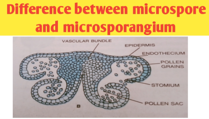 Difference between microspore and microsporangium