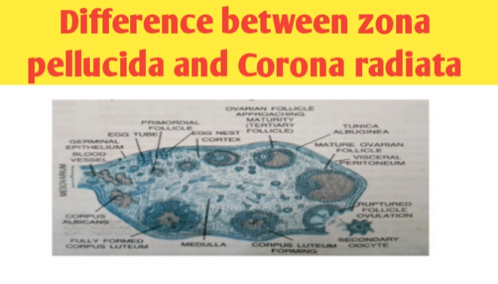 Difference between zona pellucida and corona radiata