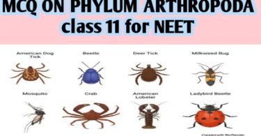 MCQ ON PHYLUM ARTHROPODA class 11 for NEET
