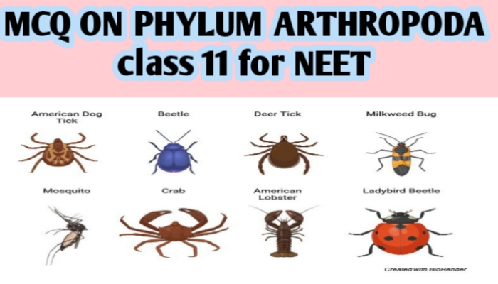 MCQ ON PHYLUM ARTHROPODA class 11 for NEET