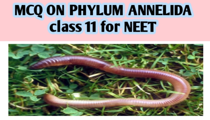 MCQ ON PHYLUM ANNELIDA class 11 for NEET