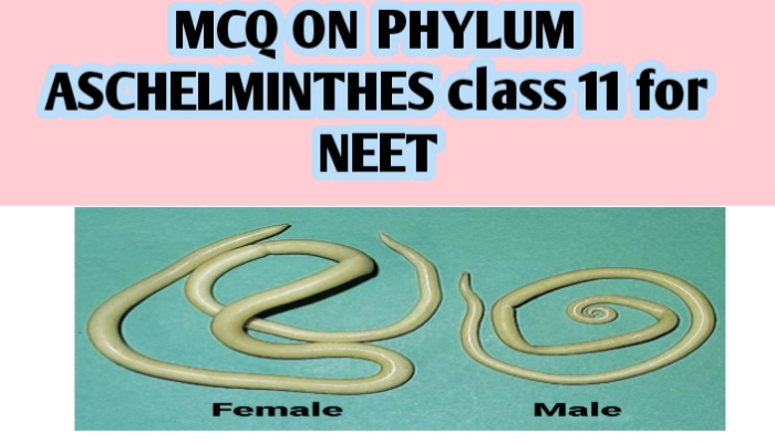 MCQ ON PHYLUM ASCHELMINTHES class 11 for NEET