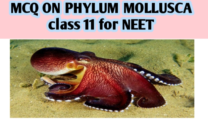 MCQ ON PHYLUM MOLLUSCA class 11 for NEET