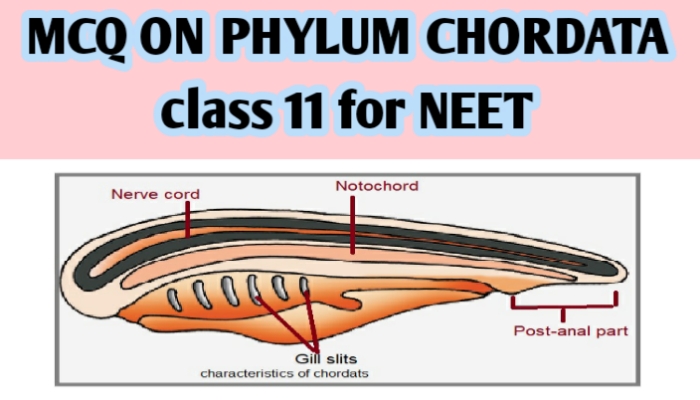 MCQ ON PHYLUM CHORDATA class 11 for NEET