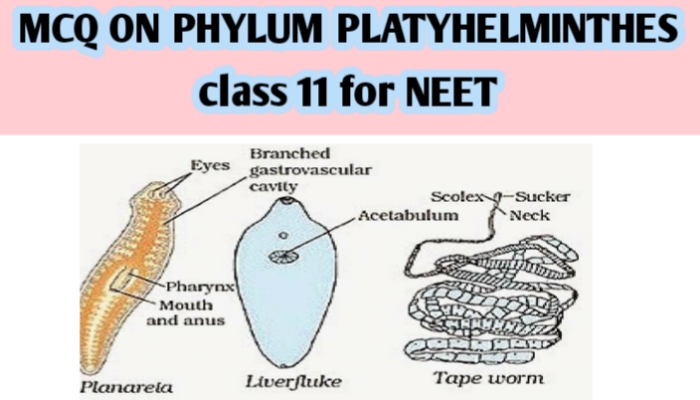 MCQ ON PHYLUM PLATYHELMINTHES class 11 for NEET