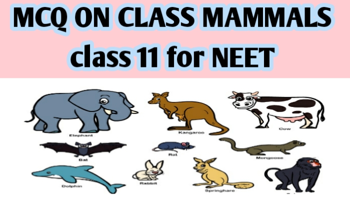 MCQ ON CLASS MAMMALS class 11 for NEET