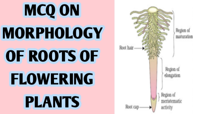 MCQ ON MORPHOLOGY OF ROOTS OF FLOWERING PLANTS - Biologysir