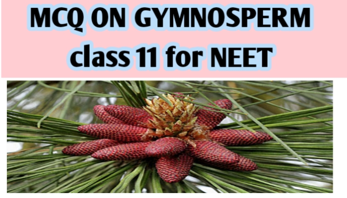 MCQ ON GYMNOSPERM class 11 for NEET