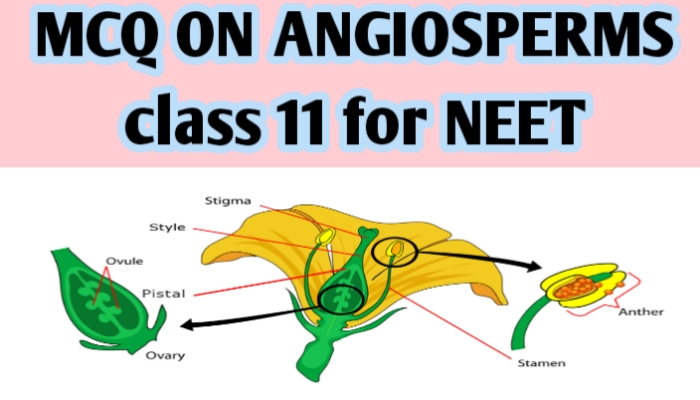 MCQ ON ANGIOSPERMS class 11 for NEET