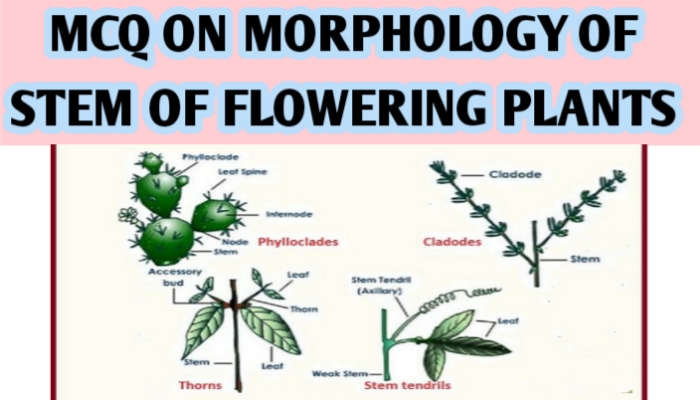 MCQ ON MORPHOLOGY OF STEM OF FLOWERING PLANTS