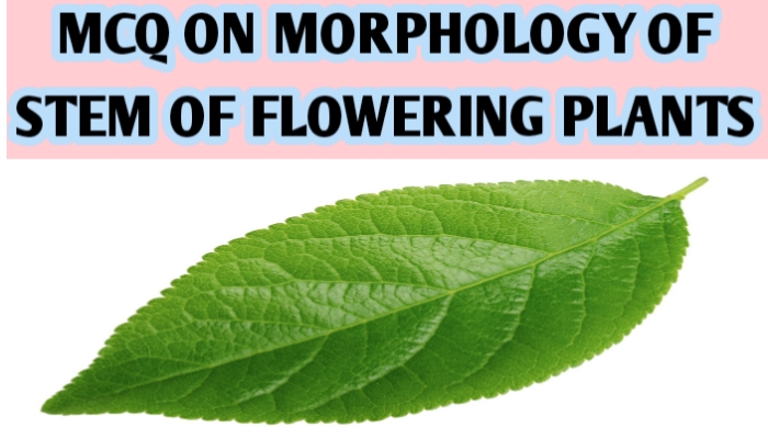 MCQ ON MORPHOLOGY OF LEAF OF FLOWERING PLANTS