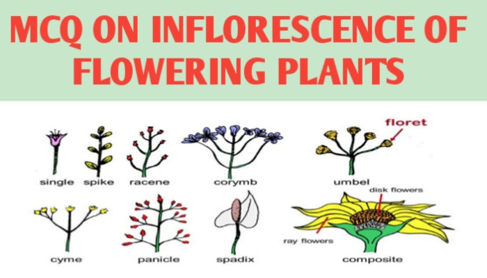 MCQ ON INFLORESCENCE OF FLOWERING PLANTS