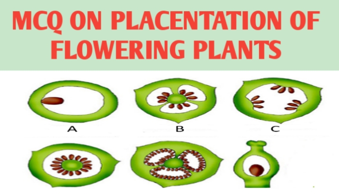 MCQ ON PLACENTATION OF FLOWERING PLANTS