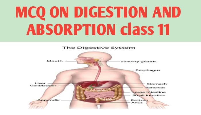 MCQ ON DIGESTION AND ABSORPTION class 11