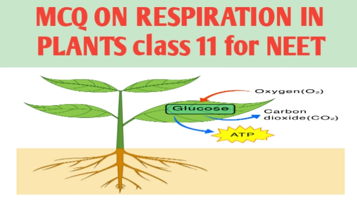 MCQ ON RESPIRATION IN PLANTS class 11 for NEET