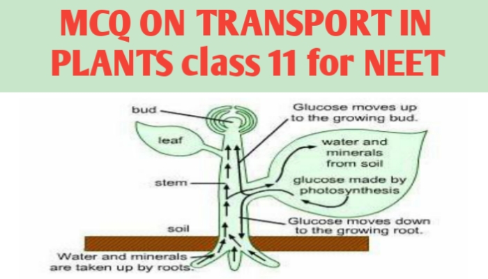 MCQ ON TRANSPORT IN PLANTS class 11 for NEET - Biologysir