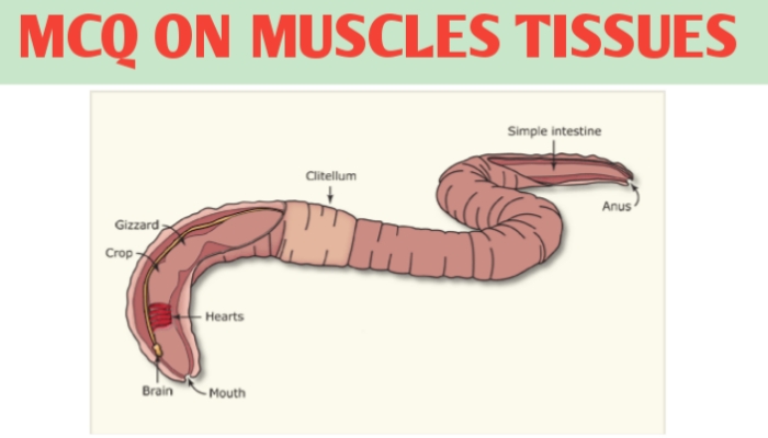MCQ ON MUSCLES TISSUES - Biologysir