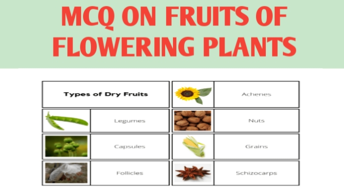 MCQ ON FRUITS OF FLOWERING PLANTS