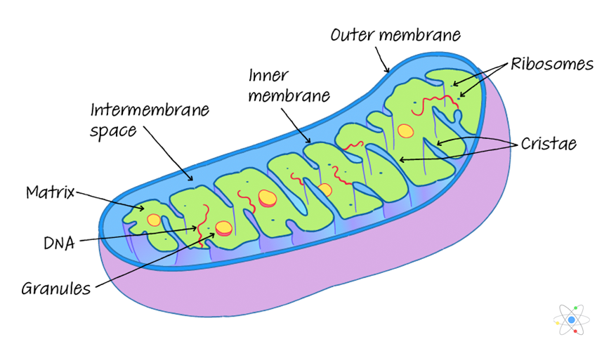 MCQ ON MITOCHONDRIA class 11 for NEET