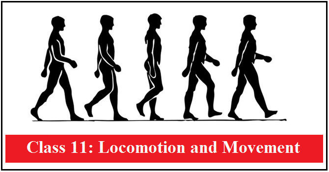 MCQ ON LOCOMOTION AND MOVEMENT class 11