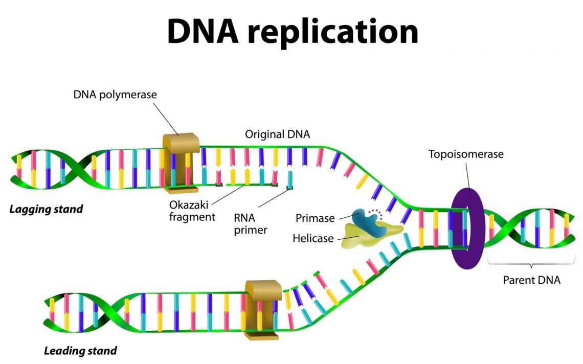 MCQ ON DNA REPLICATION class 12 for NEET - Biologysir