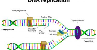 MCQ ON DNA REPLICATION class 12 for NEET