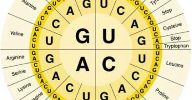 MCQ ON GENETIC CODE class 12 for NEET