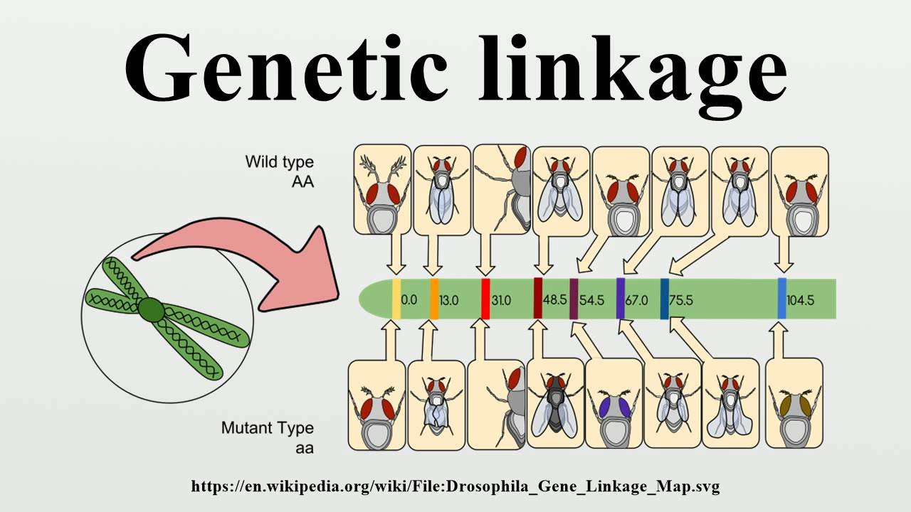 linkage map definition biology example        
        <figure class=