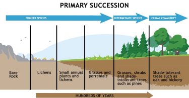 MCQ ON ECOLOGICAL SUCCESSION class 12 for NEET