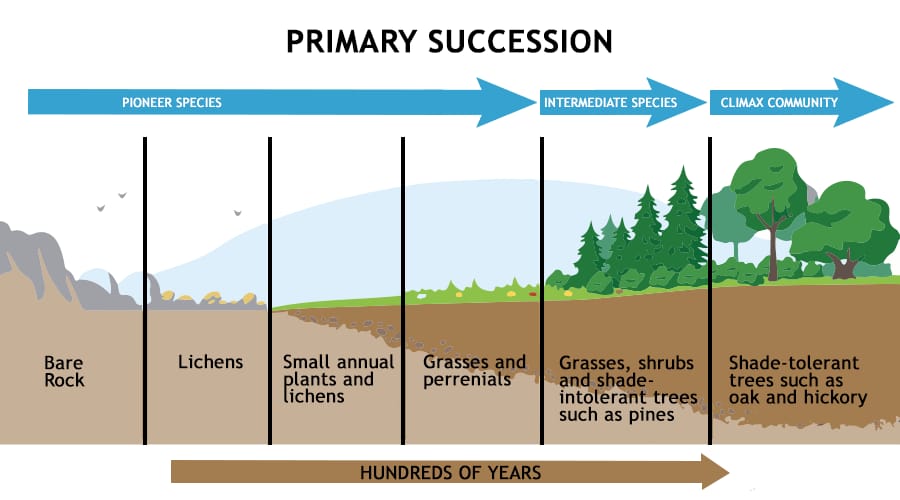 MCQ ON ECOLOGICAL SUCCESSION class 12 for NEET