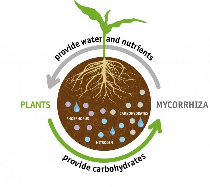 MCQ ON MYCORRHIZAE class 12 for NEET - Biologysir