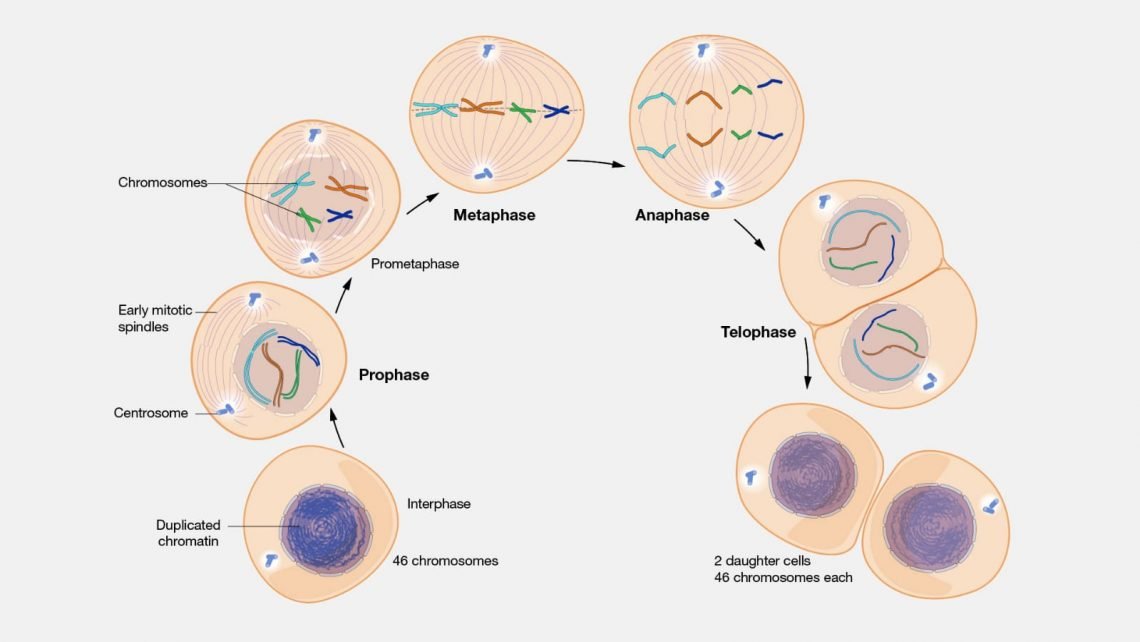 Mcq On Mitosis Class 12 For Neet Biologysir