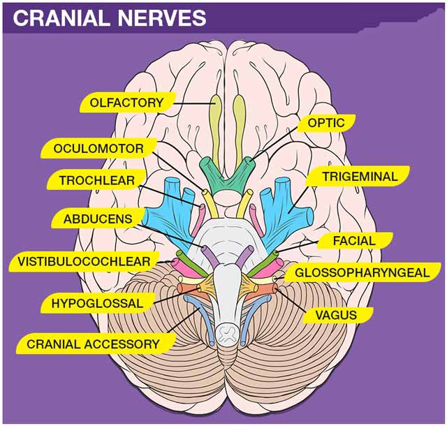 MCQ ON CRANIAL NERVES class 12 for NEET